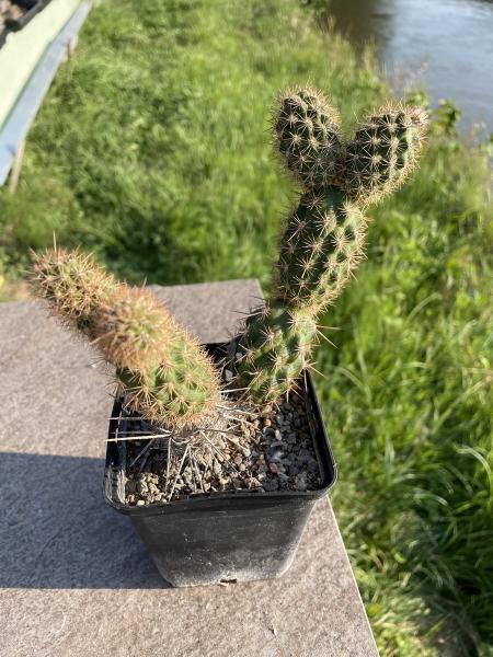 Loxanthocereus gracilis